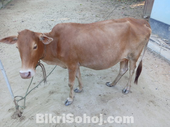 একটি দেশি গাভি ও বকনা বাছুর